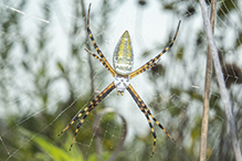 banded garden spider