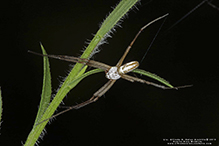 banded garden spider