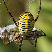 banded garden spider - Featured photo