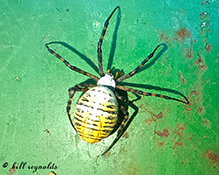 banded garden spider