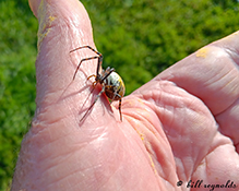 banded garden spider