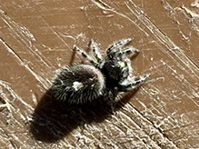 bold jumper 28