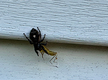 bold jumper 29