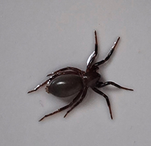 broad-faced sac spider