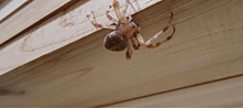 cat-faced orbweaver 04