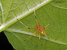 cobweb spider (Theridion sp.)