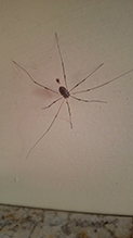 common harvestman 10