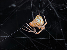 common house spider