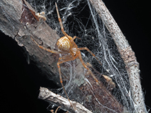 common house spider