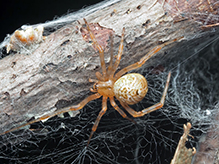 common house spider