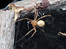 common house spider