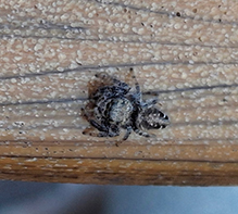 common white-cheeked jumping spider 14