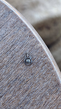 common white-cheeked jumping spider 15