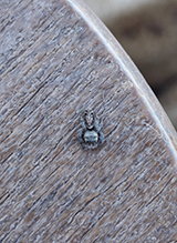 common white-cheeked jumping spider 16