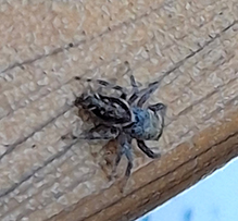 common white-cheeked jumping spider 17
