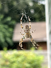 cross orbweaver 08