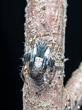 cross orbweaver 09