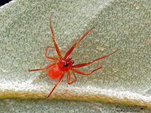 dwarf spider (Ceraticelus sp.) 02