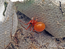 dwarf spider (Ceraticelus sp.) 03