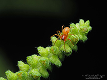 dwarf spider (Ceraticelus sp.) 04