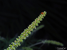 dwarf spider (Ceraticelus sp.) 05