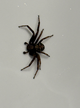 elegant crab spider 01
							