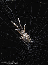 featherlegged orbweaver 01