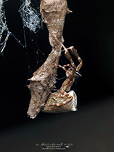 featherlegged orbweaver 02