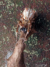 featherlegged orbweaver - Featured photo