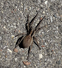 forest wolf spider 01