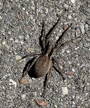forest wolf spider - Featured photo