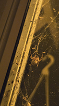 furrow orbweaver 01