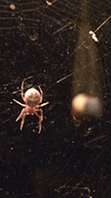 furrow orbweaver 02