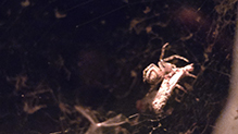 furrow orbweaver 03