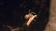 furrow orbweaver 04