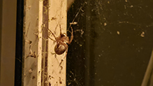 furrow orbweaver 06