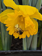 goldenrod crab spider 42