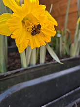 goldenrod crab spider 43