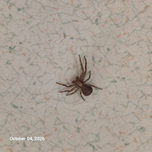 ground crab spider (Xysticus sp.) 19