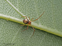 horned parasitic cobweaver 02