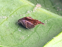horned parasitic cobweaver - Featured photo