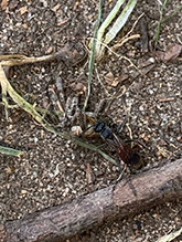 blotchwing spider wasp