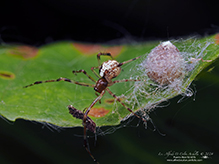 lyric cobweaver - Featured photo