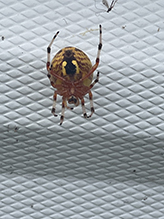 marbled orbweaver 28