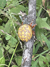 marbled orbweaver 29
