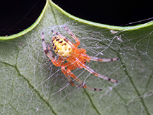 Click to enlarge marbled orbweaver 31