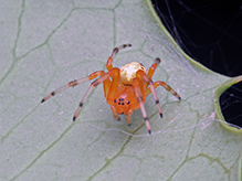 Click to enlarge marbled orbweaver 32