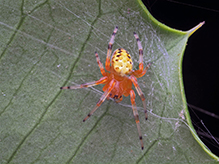 Click to enlarge marbled orbweaver 33