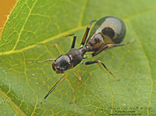 slender ant mimicking jumping spider