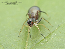 slender ant mimicking jumping spider